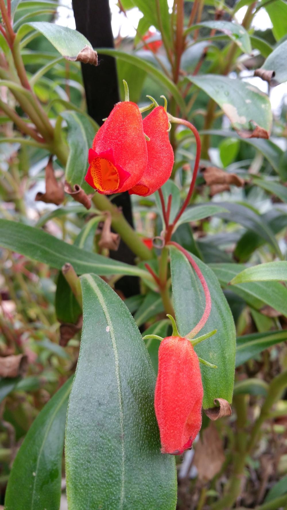 Photo of Hardy Gloxinia (Seemannia sylvatica) uploaded by Gerris2