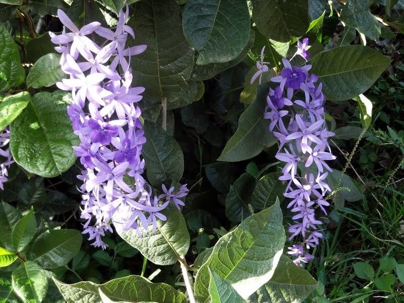 Photo of Queen's Wreath (Petrea volubilis) uploaded by Orsola