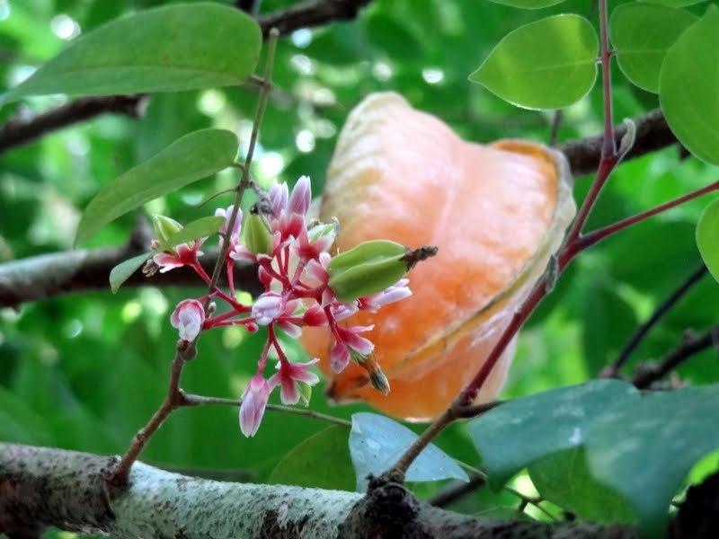 Photo of Star Fruit (Averrhoa carambola) uploaded by Orsola