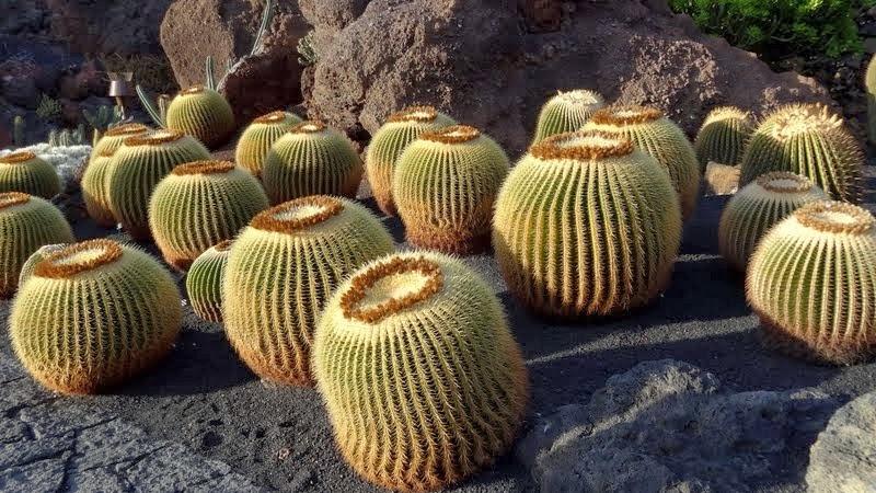 Photo of Golden Barrel Cactus (Kroenleinia grusonii) uploaded by Orsola