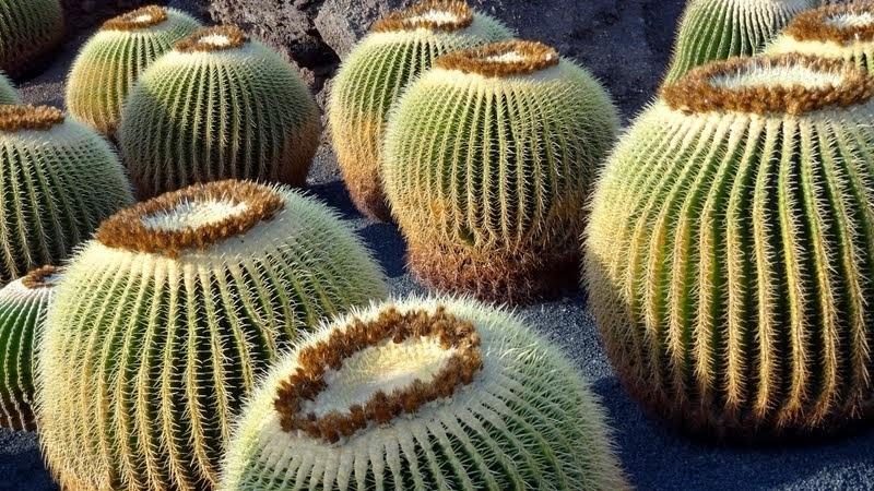 Photo of Golden Barrel Cactus (Kroenleinia grusonii) uploaded by Orsola