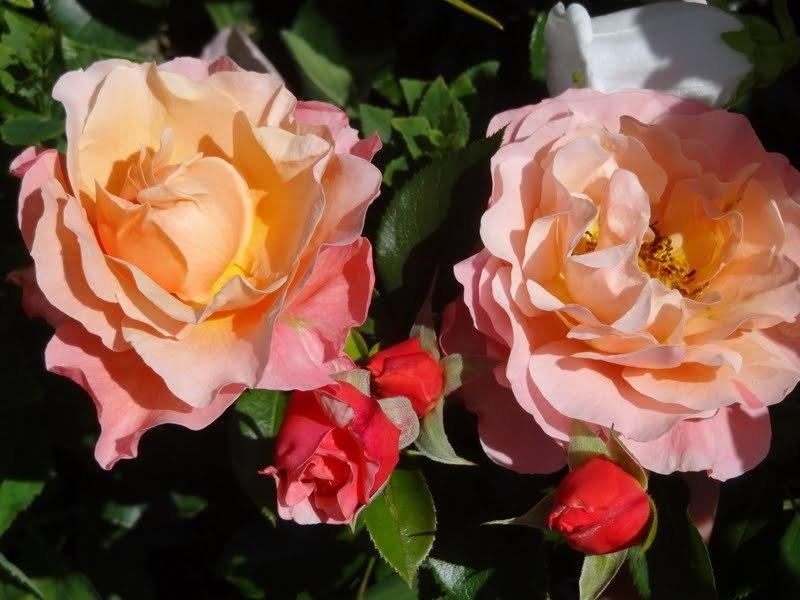 Photo of Rose (Rosa 'Marie Curie') uploaded by Orsola