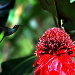 Location: Costa Rica, Arenal Volcano N.P.
Hummingbird  Green Hermit (Phaethornis guy)