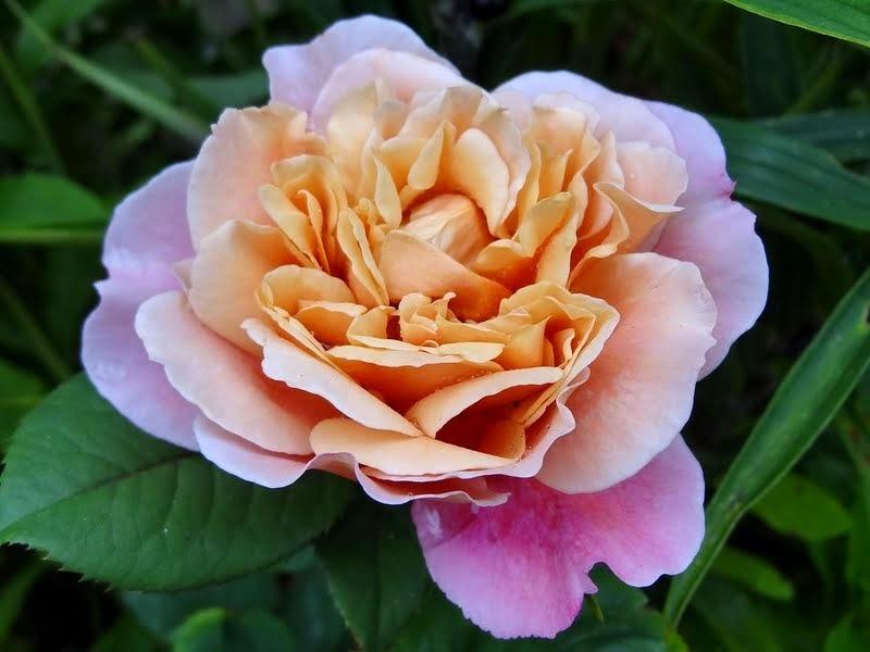 Photo of Rose (Rosa 'Distant Drums') uploaded by Orsola