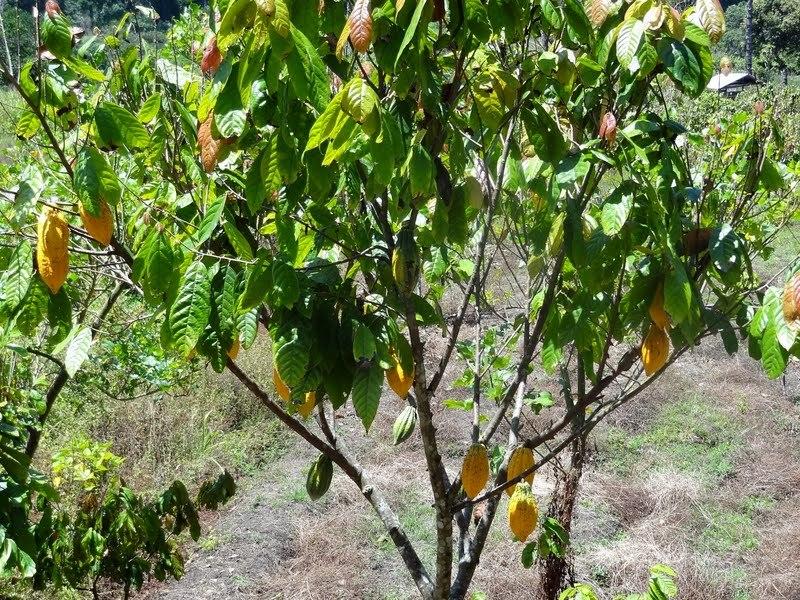 Photo of Cocoa Tree (Theobroma cacao) uploaded by Orsola