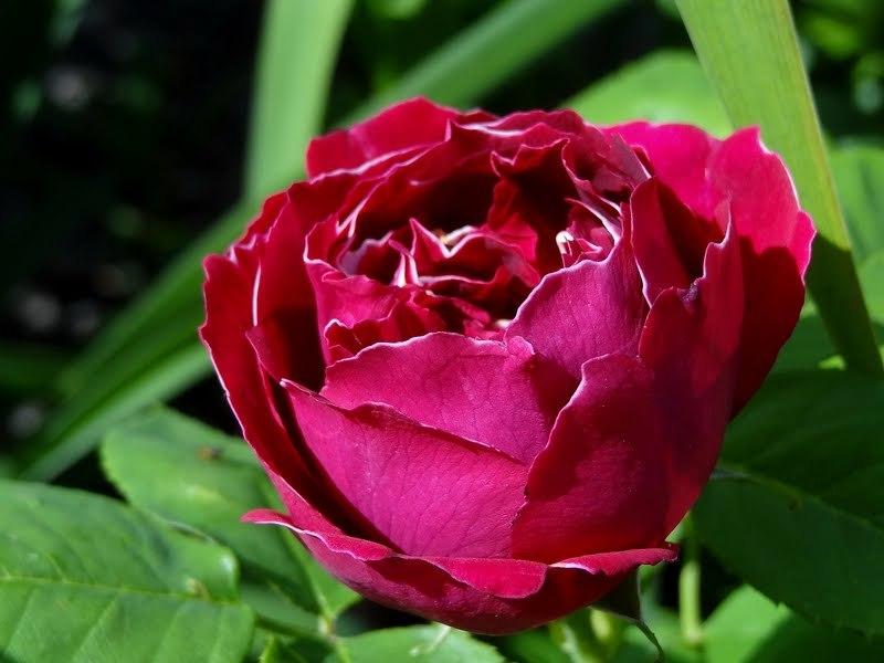 Photo of Rose (Rosa 'Baron Girod de l'Ain') uploaded by Orsola