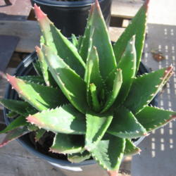Location: Summer Winds Nursery Scottsdale, AZ.
Date: 2015-12-31
Aloe perfoliata aka Aloe nobilis