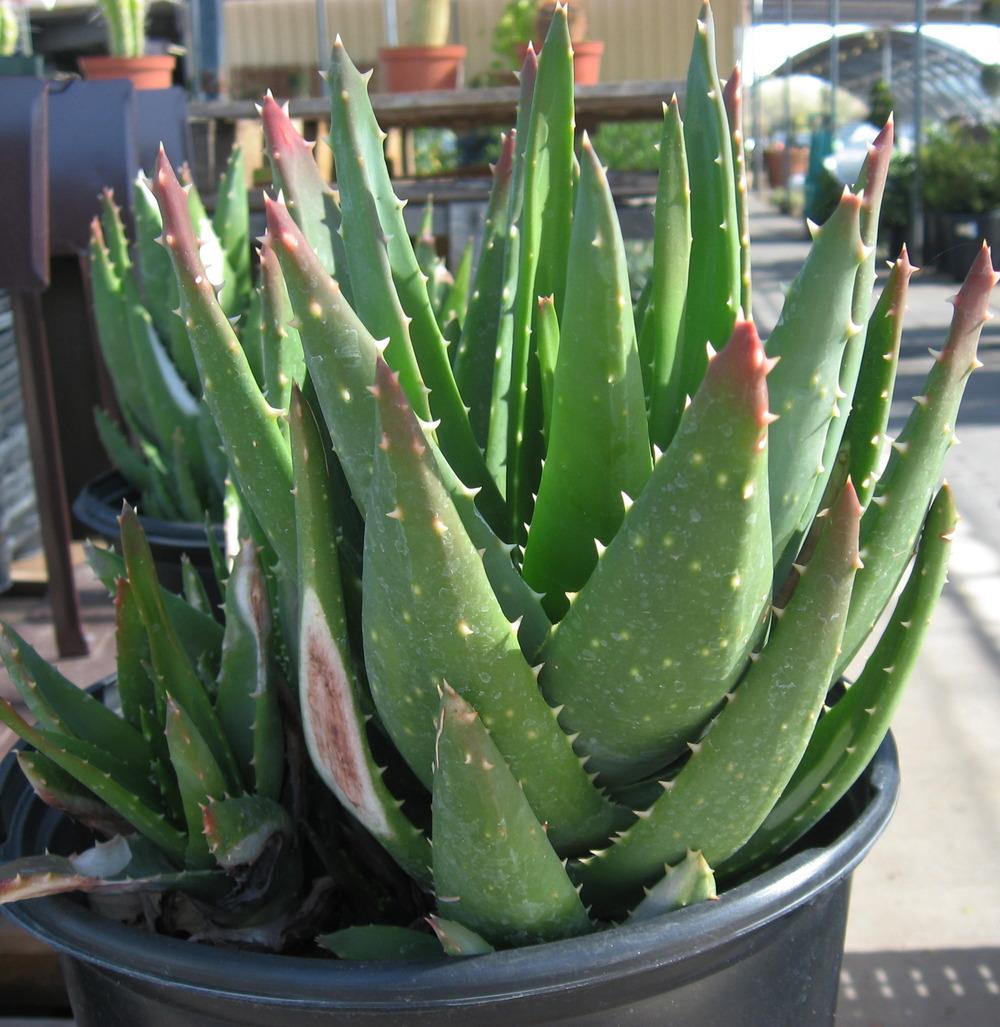 Photo of Mitre Aloe (Aloe perfoliata) uploaded by plantmanager