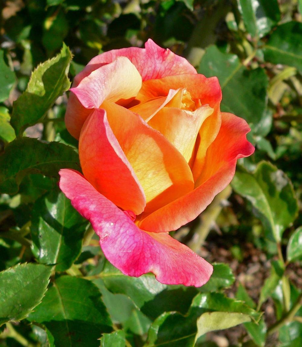 Photo of Rose (Rosa 'Girona') uploaded by robertduval14