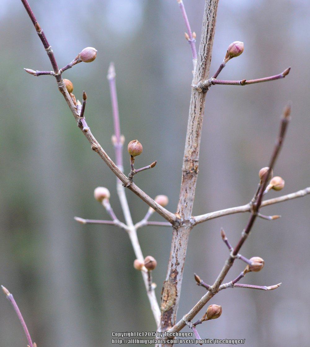 Photo of Cornelian Cherry (Cornus officinalis) uploaded by treehugger