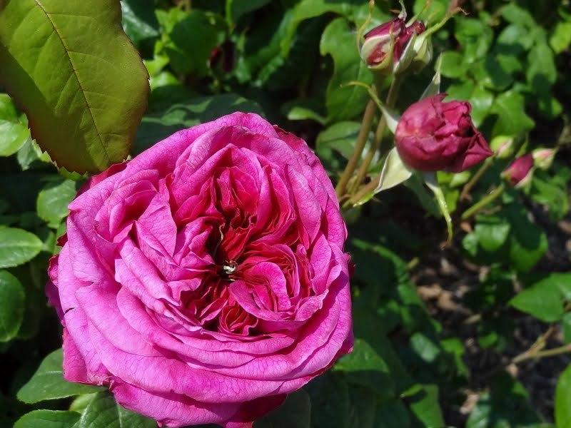 Photo of Rose (Rosa 'Young Lycidas') uploaded by Orsola
