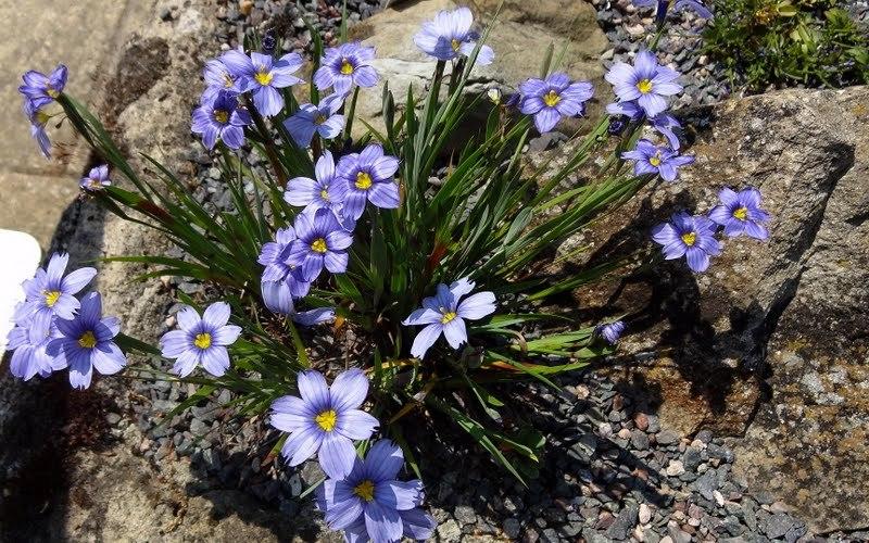 Photo of Narrowleaf Blue-Eyed Grass (Sisyrinchium angustifolium) uploaded by Orsola