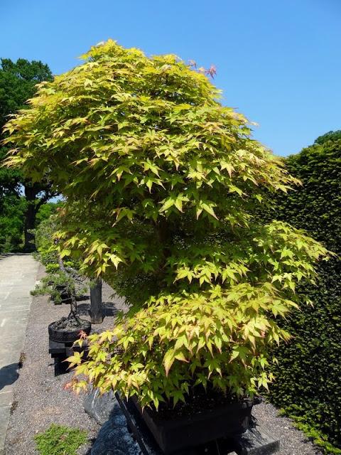 Photo of Japanese Maple (Acer palmatum) uploaded by Orsola