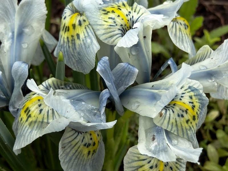 Photo of Reticulated Iris (Iris 'Katharine Hodgkin') uploaded by Orsola