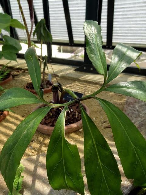 Photo of Japanese Cobra Lily (Arisaema kiushianum) uploaded by Orsola