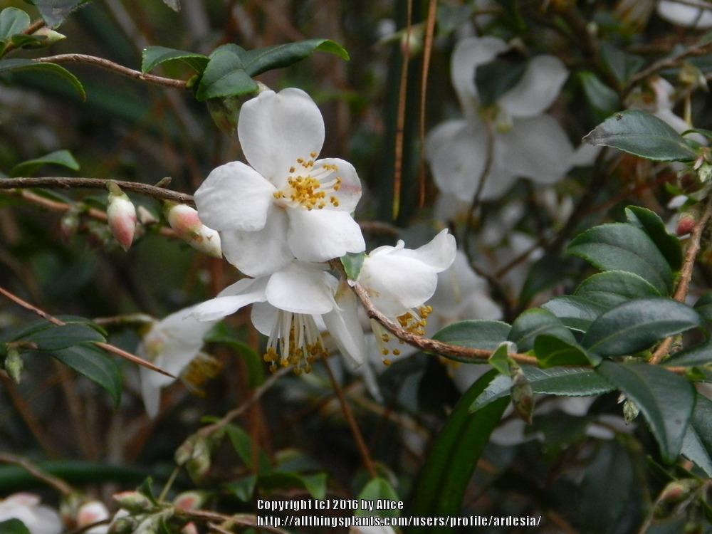 Photo of Camellia (Camellia transarisanensis) uploaded by ardesia