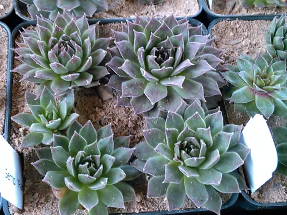 Photo of Hen and Chicks (Sempervivum 'Pacific Joyce') uploaded by jkbingh