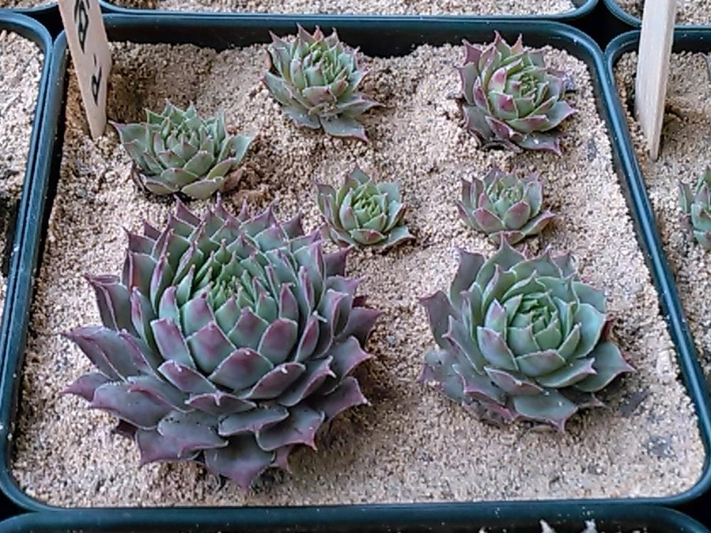Photo of Hen and Chicks (Sempervivum 'Pacific Blue Ice') uploaded by jkbingh