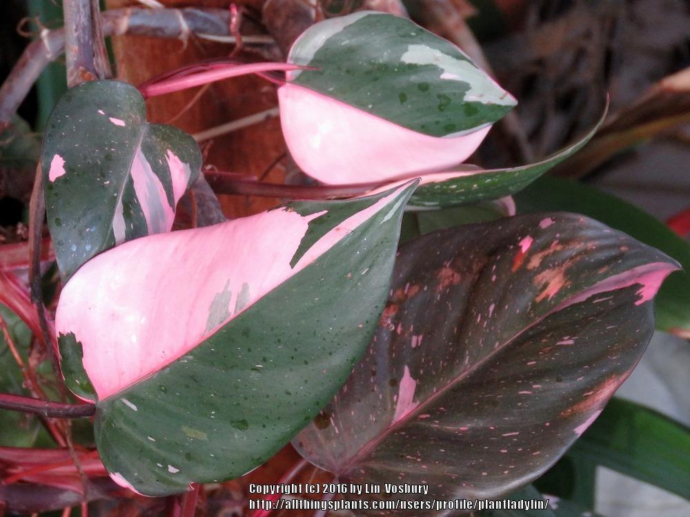 Photo of Blushing Philodendron (Philodendron erubescens 'Pink Princess') uploaded by plantladylin