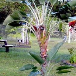 Location: Kwajalein, Marshall Islands in the Public Garden
Date: 2002