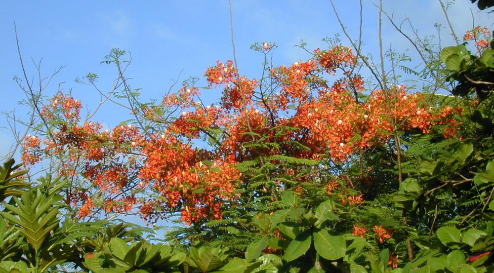 Photo of Royal Poinciana (Delonix regia) uploaded by plantmanager