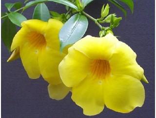 Photo of Golden Trumpet (Allamanda cathartica) uploaded by plantmanager