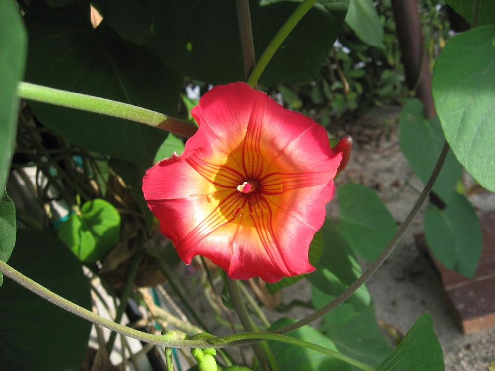 Photo of Hawaiian Bells (Stictocardia beraviensis) uploaded by plantmanager