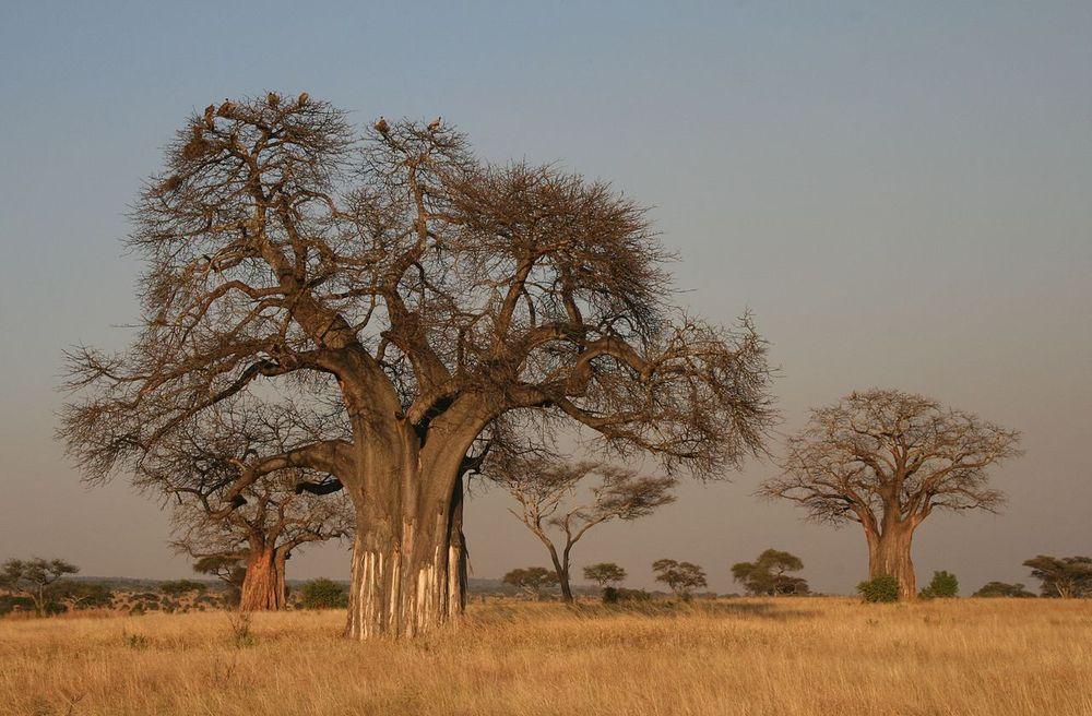 Photo of Baobab (Adansonia digitata) uploaded by robertduval14
