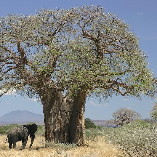 Photo of Baobab (Adansonia digitata) uploaded by robertduval14