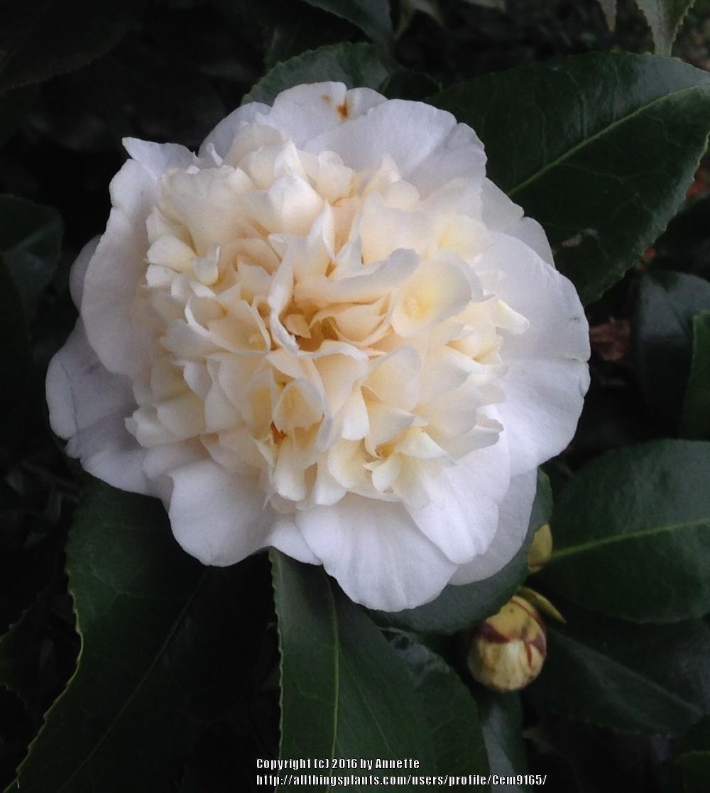 Photo of Hybrid Camellia (Camellia 'Jury's Yellow') uploaded by Cem9165