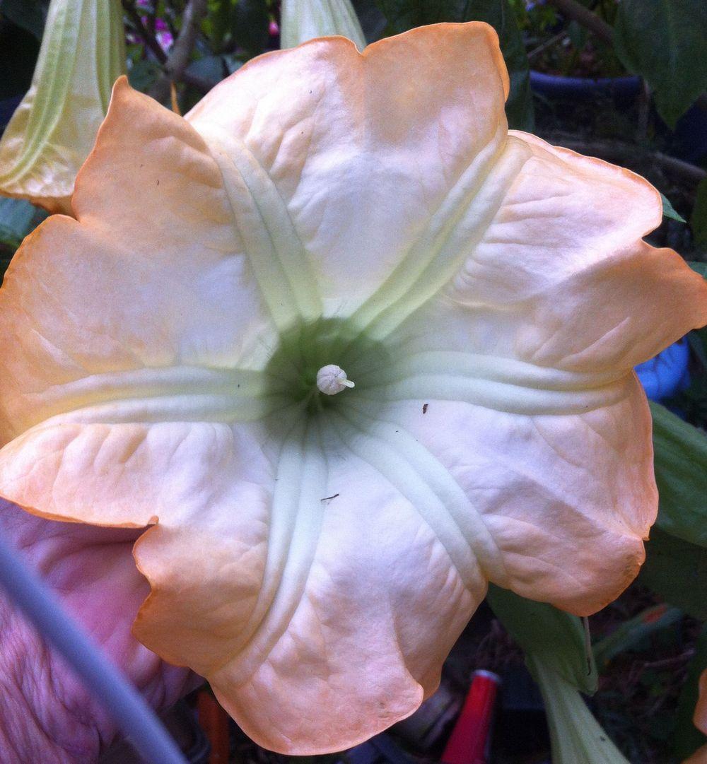 Photo of Angel Trumpet (Brugmansia 'Tropical Sunset') uploaded by Watersprite