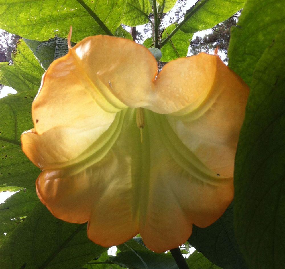 Photo of Angel Trumpet (Brugmansia 'Tropical Sunset') uploaded by Watersprite