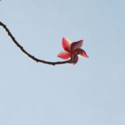 Location: Southwest Florida
Date: New Year's Day 2016
unusual to still have blooms on New Year's Day.