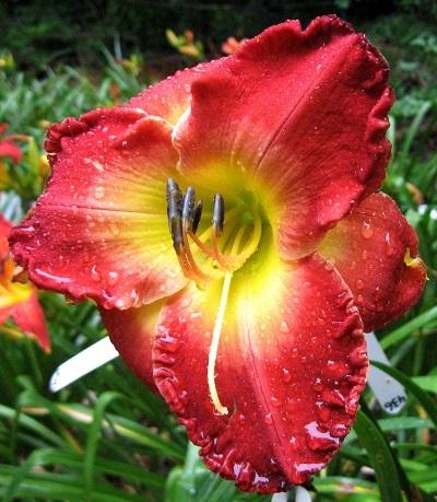 Photo of Daylily (Hemerocallis 'Forever Redeemed') uploaded by Sscape