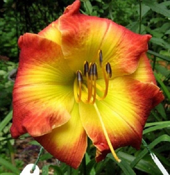 Photo of Daylily (Hemerocallis 'Forever Redeemed') uploaded by Sscape