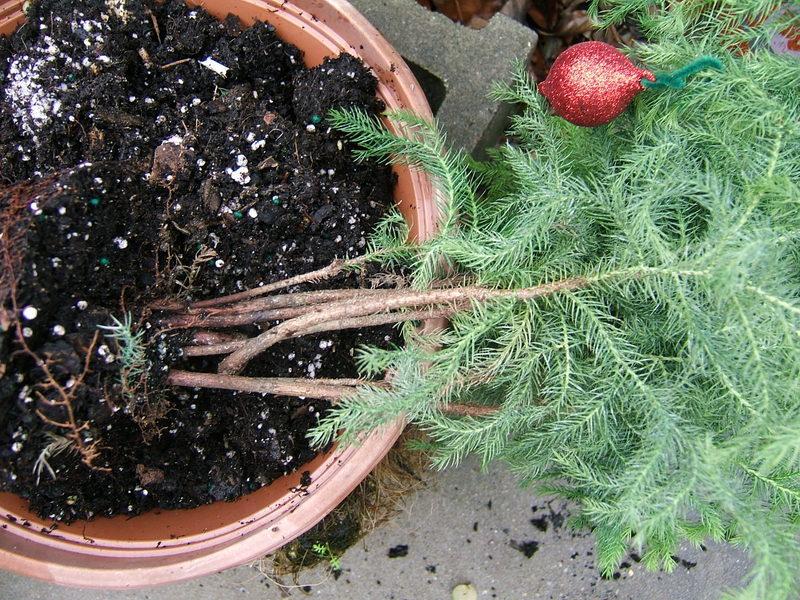 Photo of Norfolk Island Pine (Araucaria heterophylla) uploaded by pirl