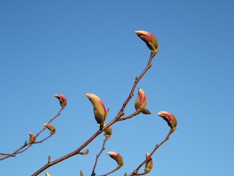Photo of Saucer Magnolia (Magnolia x soulangeana) uploaded by pirl