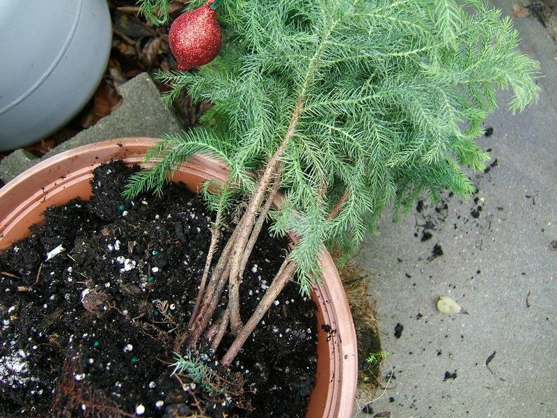 Photo of Norfolk Island Pine (Araucaria heterophylla) uploaded by pirl
