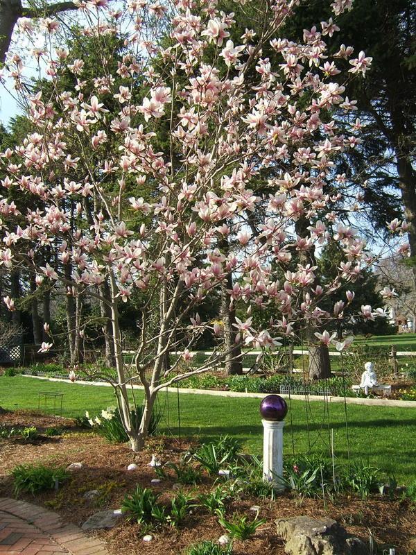 Photo of Saucer Magnolia (Magnolia x soulangeana) uploaded by pirl
