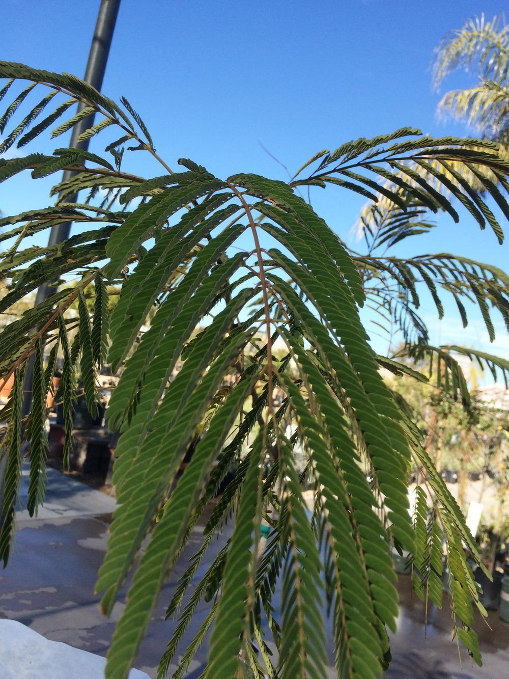 Photo of Silk Tree (Albizia julibrissin 'Rosea') uploaded by plantmanager