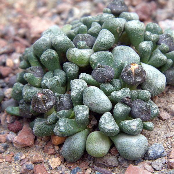 Photo of Living Stone (Aloinopsis schooneesii) uploaded by robertduval14