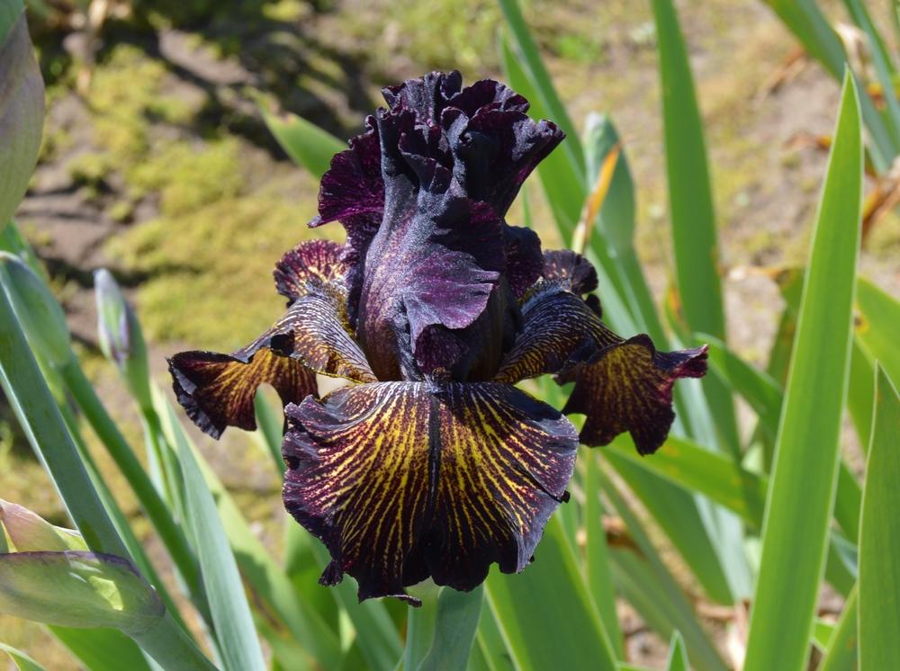Photo of Tall Bearded Iris (Iris 'Dark Energy') uploaded by KentPfeiffer