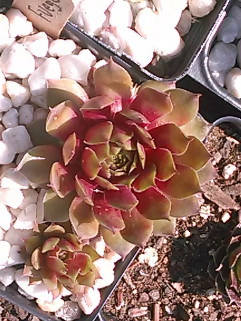 Photo of Hen and Chicks (Sempervivum 'Fuego') uploaded by jkbingh