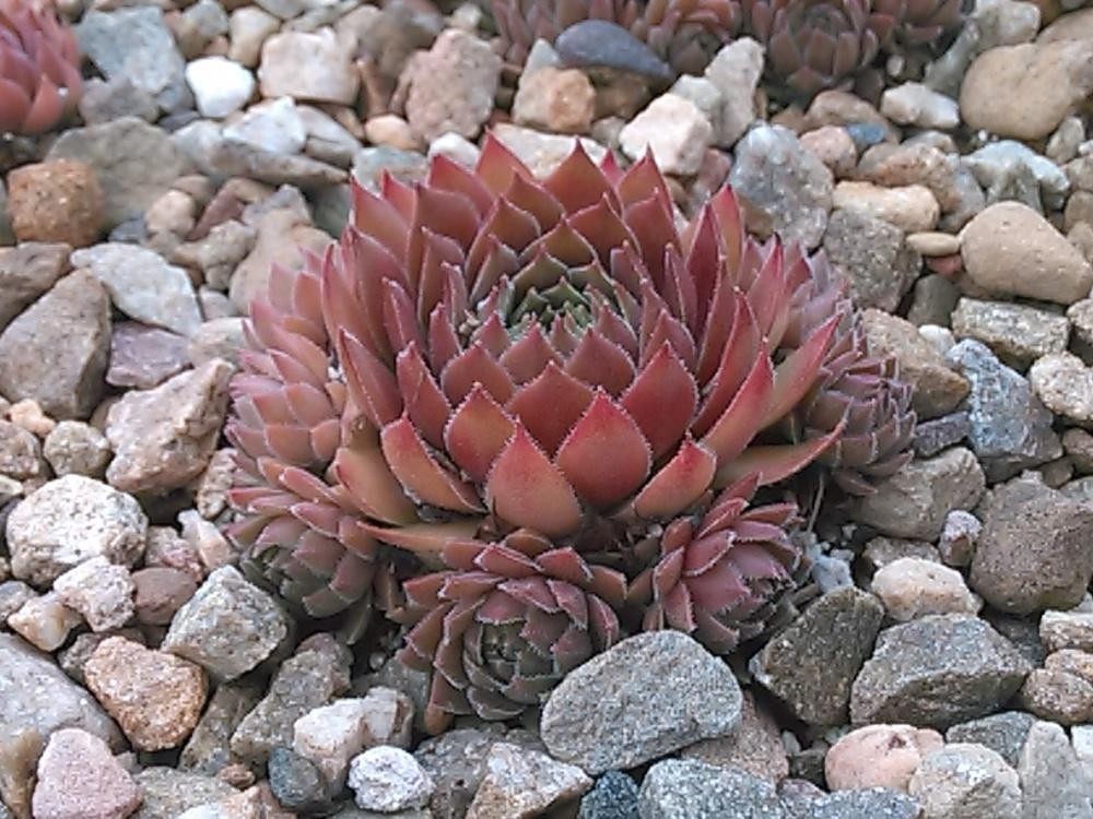 Photo of Hen and Chicks (Sempervivum 'Aglow') uploaded by jkbingh
