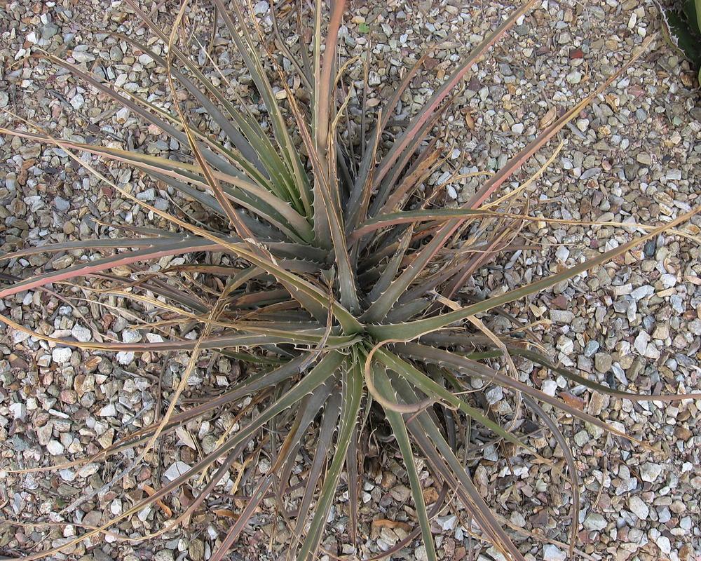 Photo of Guapilla (Hechtia texensis) uploaded by plantmanager