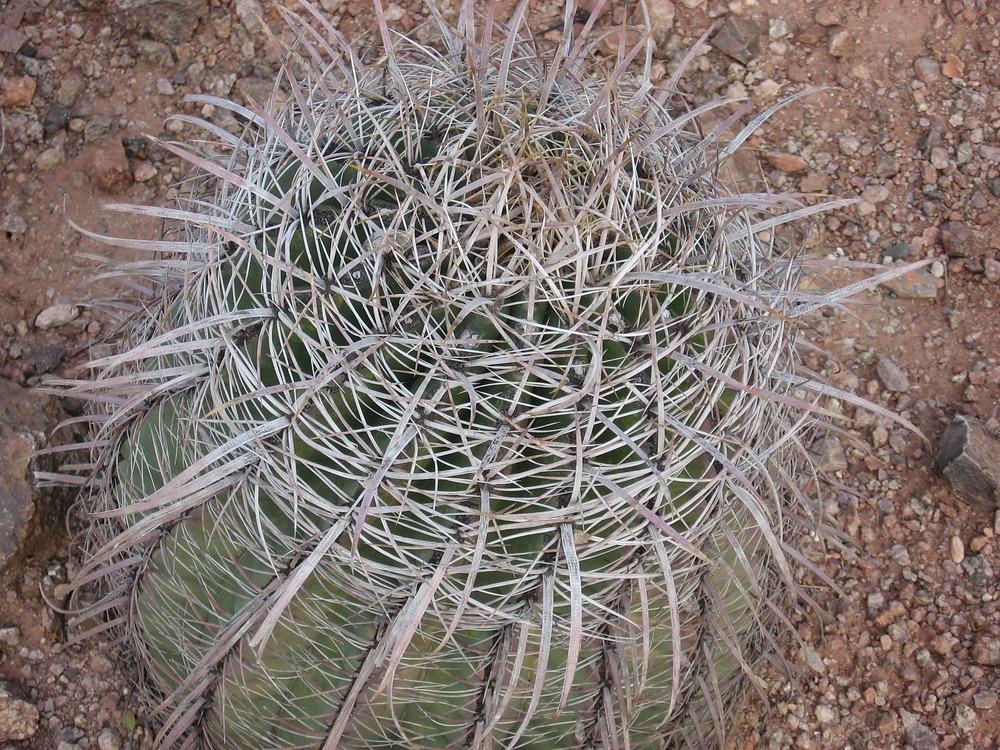 Photo of Barrel Cactus (Ferocactus) uploaded by plantmanager