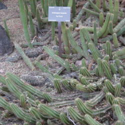 Location: Desert Botanical Garden Phoenix Arizona
Date: 2016-01-04