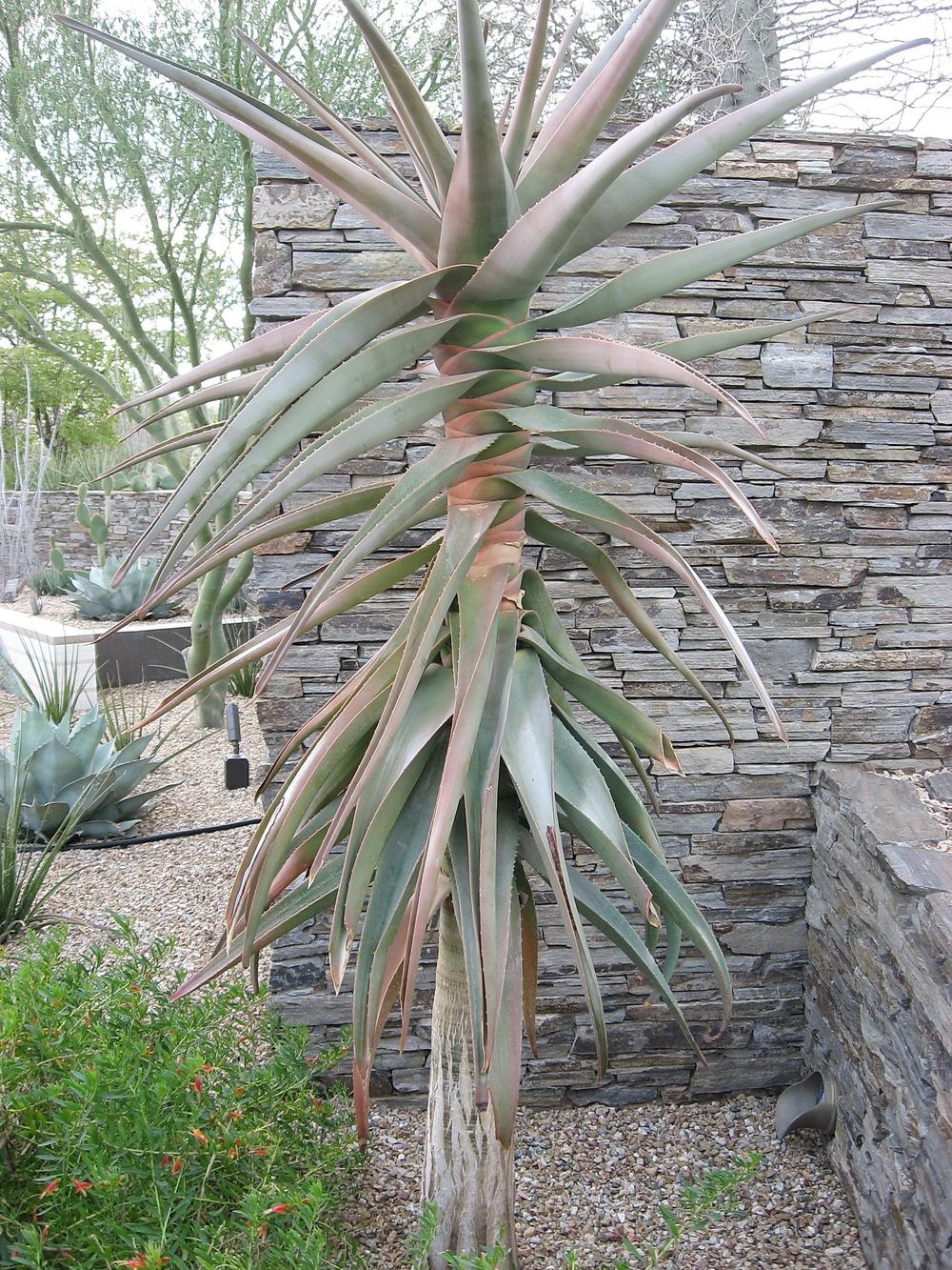 Photo of Aloe (Aloidendron 'Hercules') uploaded by plantmanager