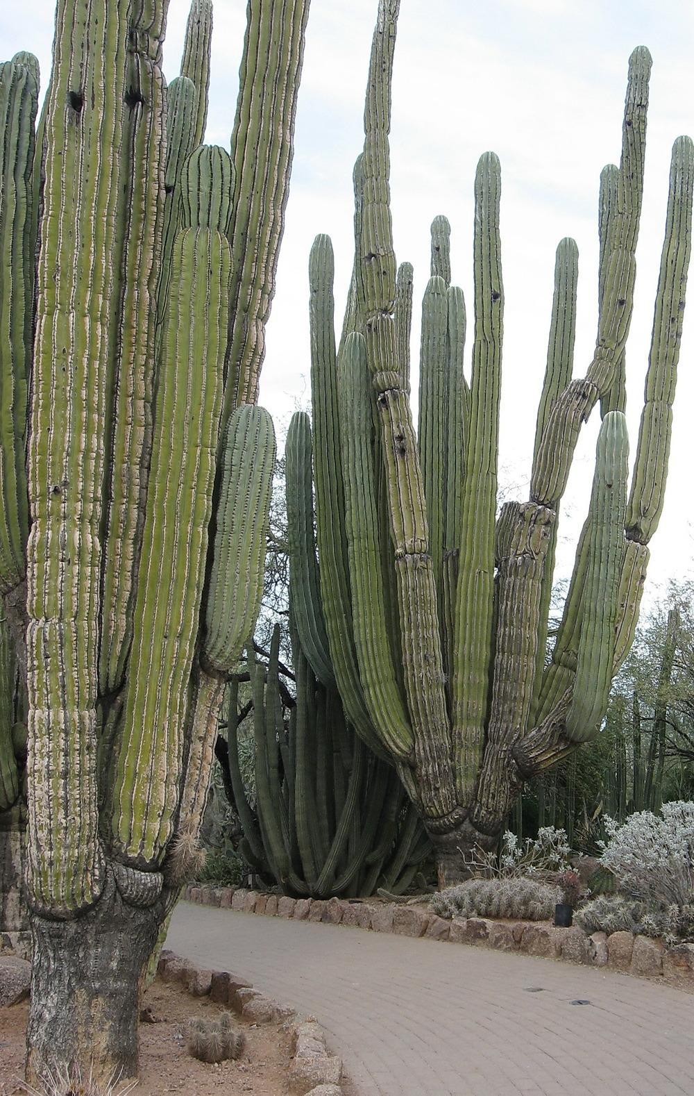 Photo of Mexican Giant Cardon (Pachycereus pringlei) uploaded by plantmanager