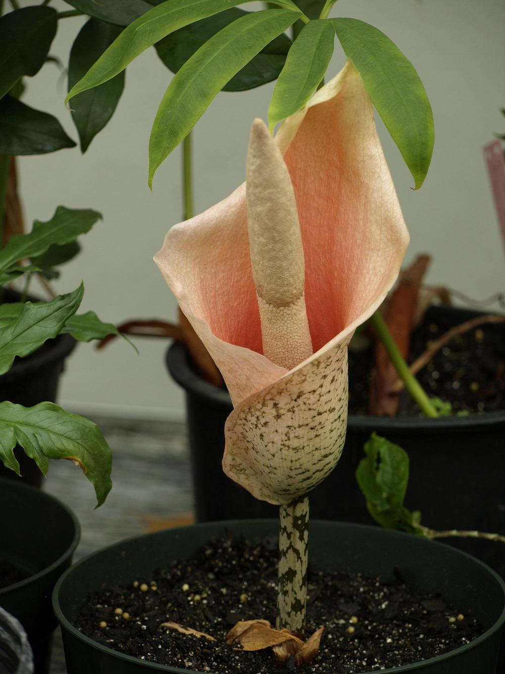 Photo of Voodoo Lily (Amorphophallus bulbifer) uploaded by robertduval14